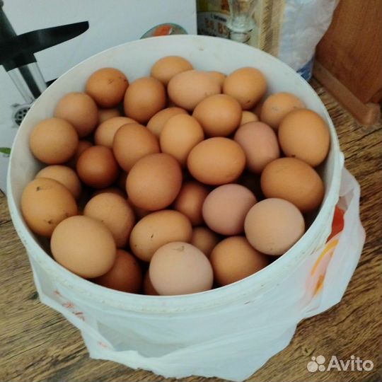 Домашние куриные яйца