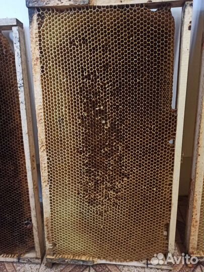 Сушь Рут Соторамки