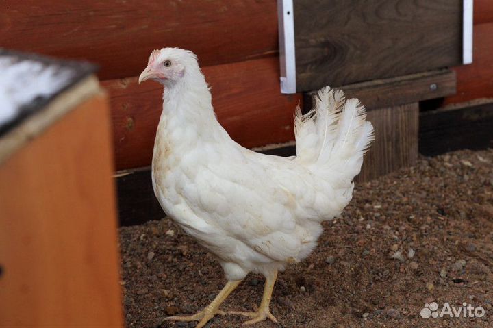 Кура несушка