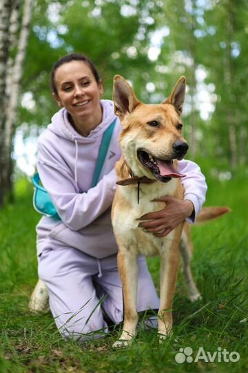 Собаки бесплатно