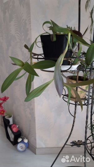 Традесканция