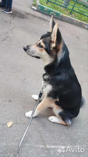 Собака в добрые руки отдам бесплатно