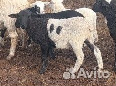 Баран дорпер