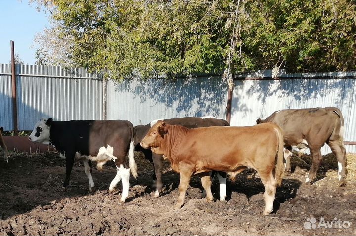 Бычки симментальской породы