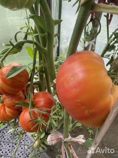 Семена коллекционных сортов томатов