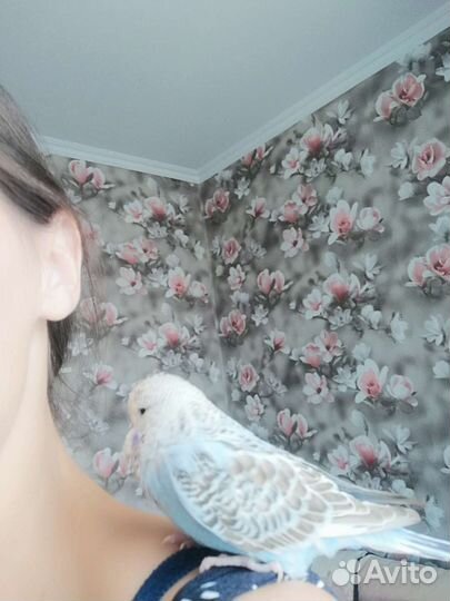 Волнистый попугай ввп чех