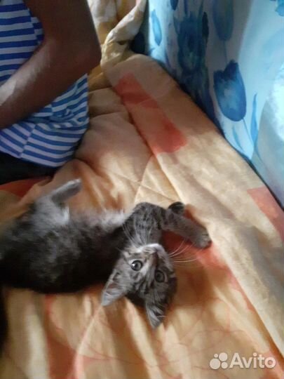 Котёнок, бесплатно