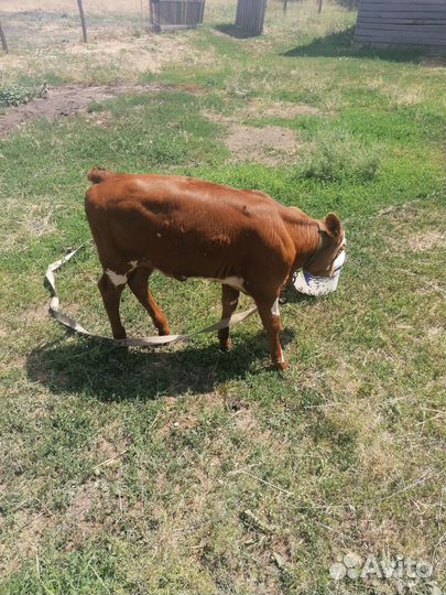 Быки и тёлочки