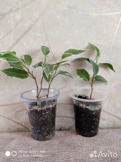 Фикус Бенджамина Нина