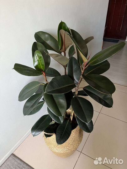 Фикус эластика 115 см
