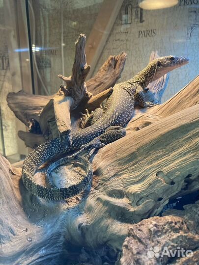 Обслуживание террариумов