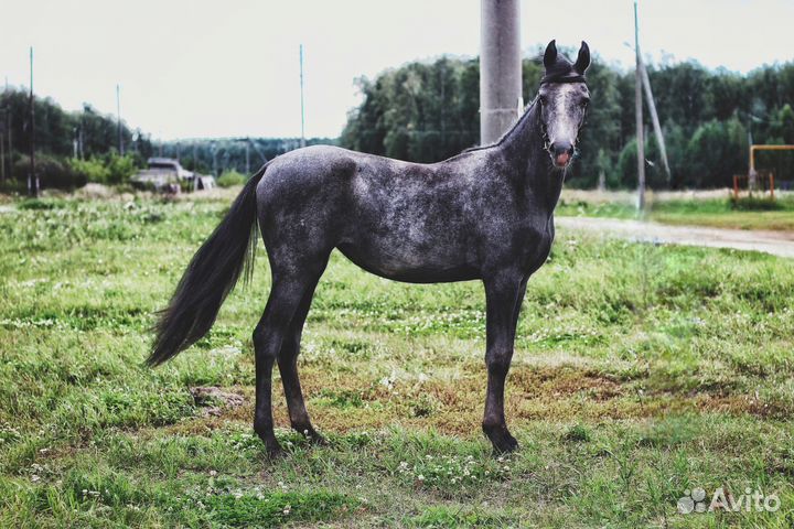 Продам орловскую кобылу