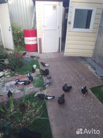 Продажа голубей