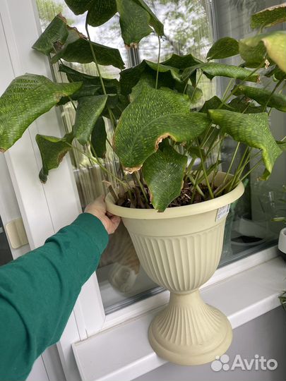 Комнатные растения