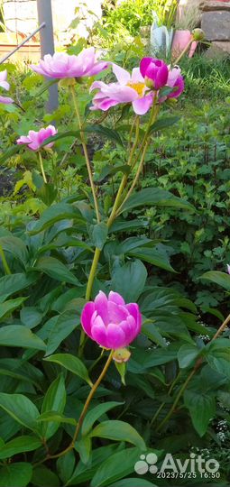 Пион, папоротник