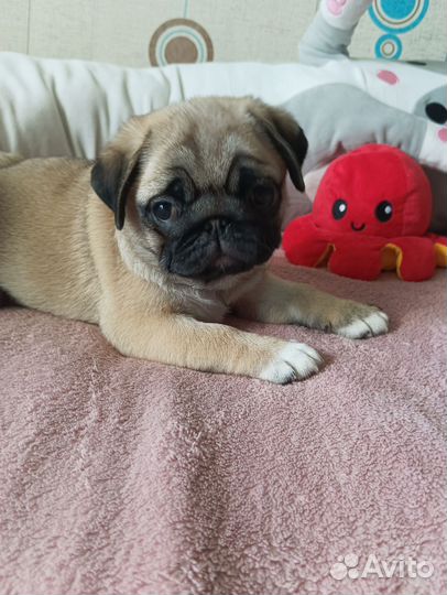 Щенки мопса