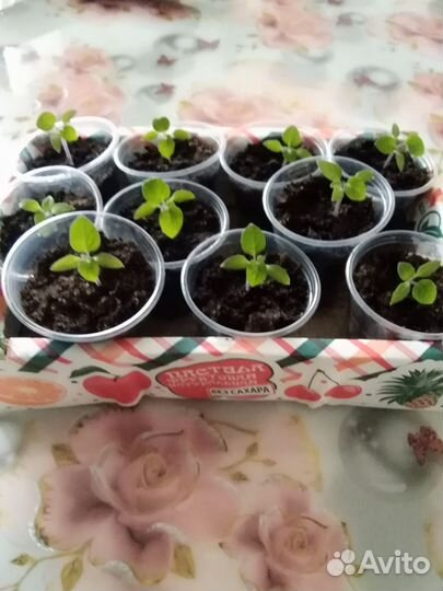 Саберри или черника форте