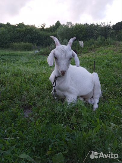 Козел для вязки