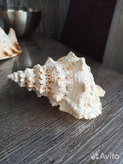 Ракушка морская большая