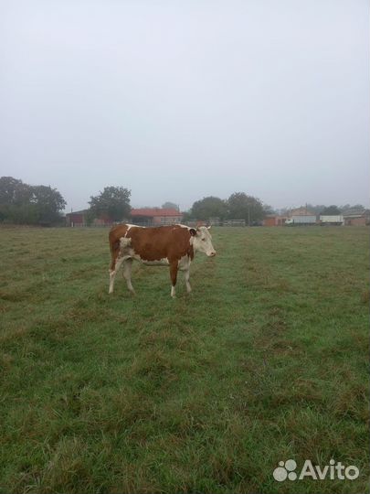 Продам тёлку