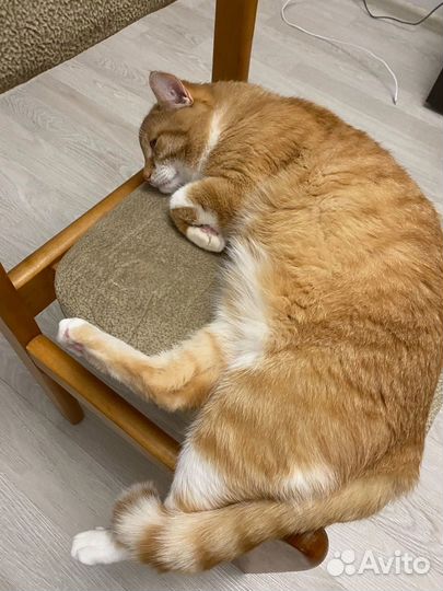 Сибирский кот вязка