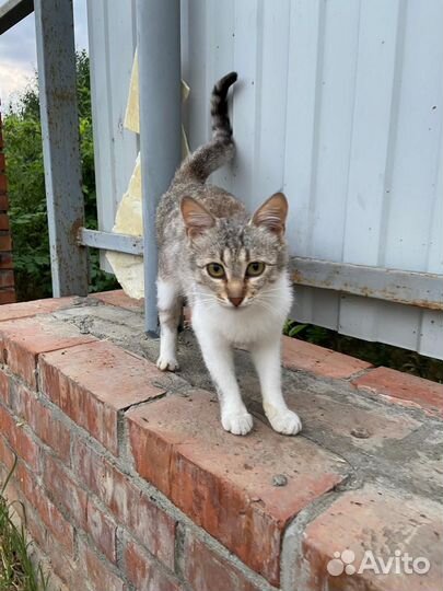 Кошка в дар бесплатно