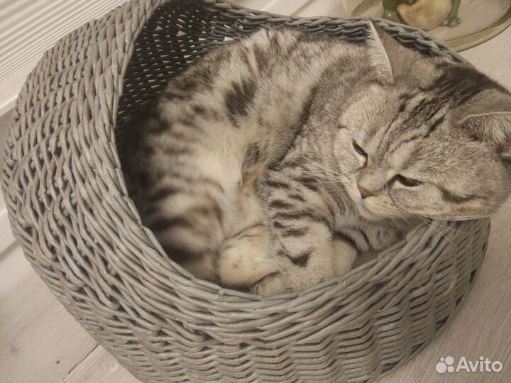 Корзинки для кошек и собак