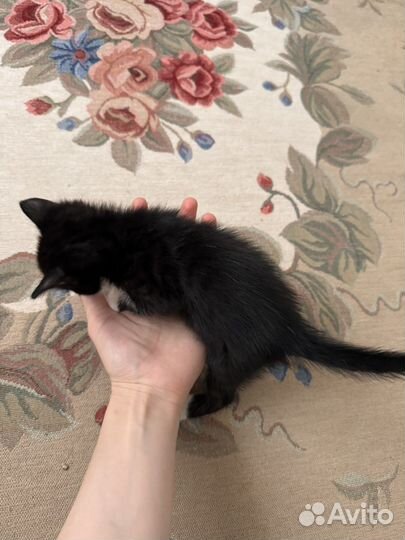 Котята бесплатно