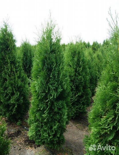 Шикарные Голубые Ели и Туи Западные 1.73 м Оптом