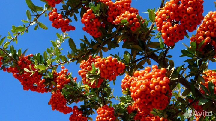 Плоды рябины