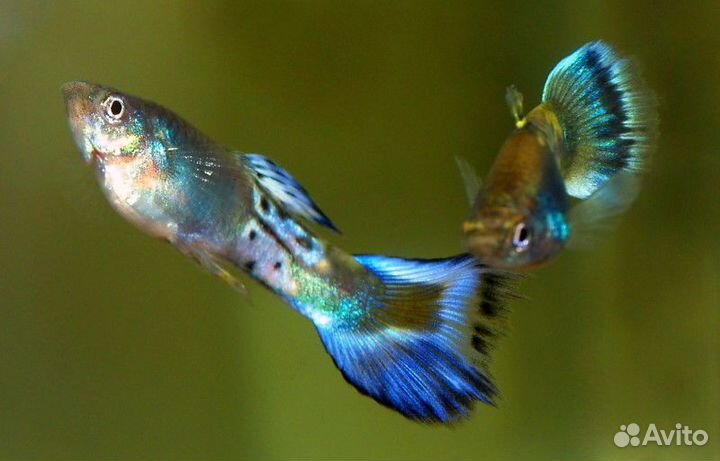 Гуппи Синий Сапфир