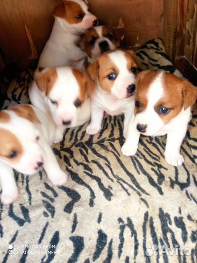 Щенки джек Рассел терьер гладкошерстный