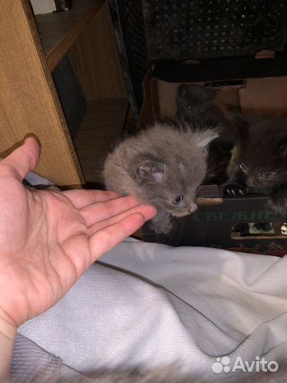 Кошка в дар бесплатно