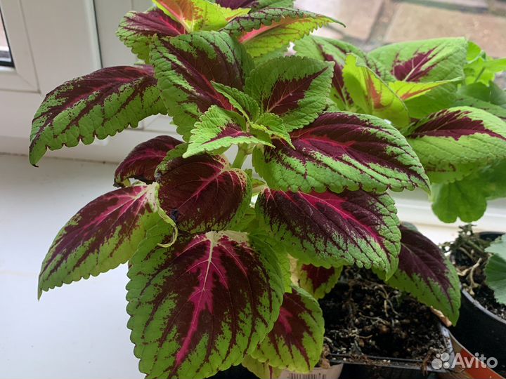 Колеус Блюме