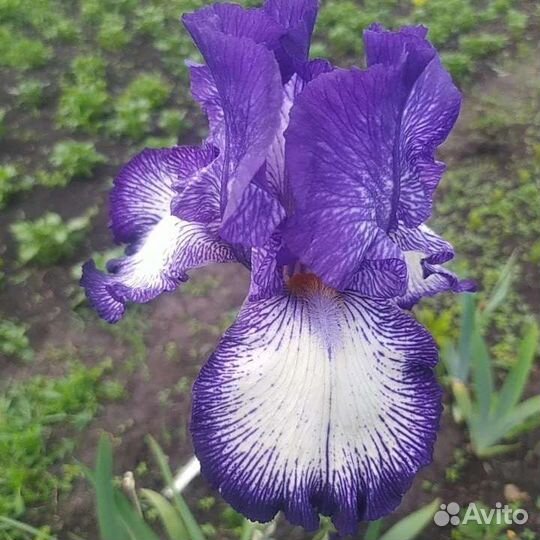 Ирисы бородатые сортовые