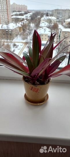 Отдам отросток цветка