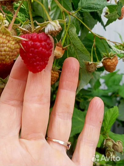 Малина кусты