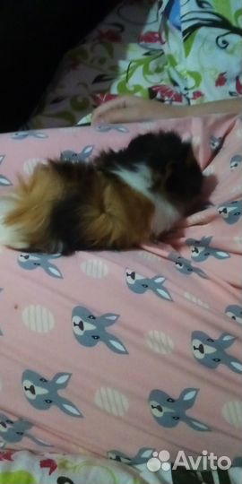 Морская свинка