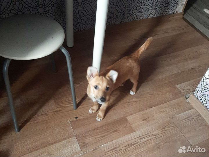 Отдам бесплатно щенки