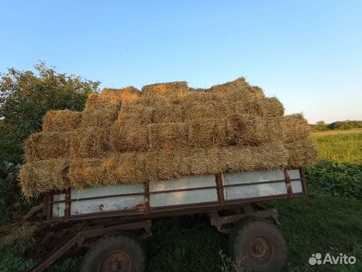 Солома (ячменная)