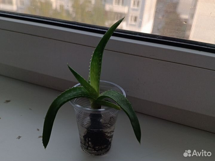 Алое лечебный