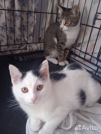 Кошки в добрые руки бесплатно