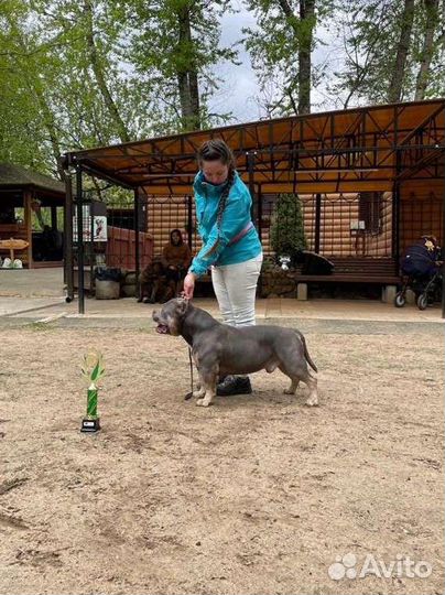 Американский Булли вязка