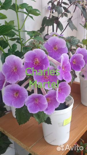 Ахименес, ризомы