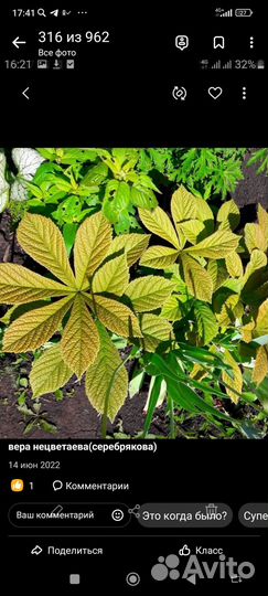 Крупные многолетники