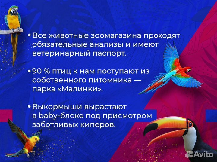 Неразлучник Масковый зеленый