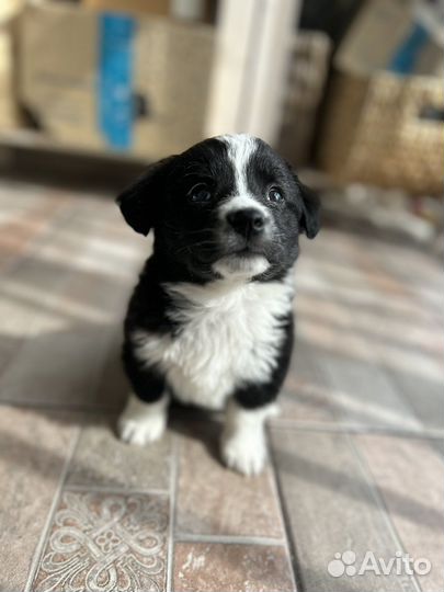 Щенок в добрые руки