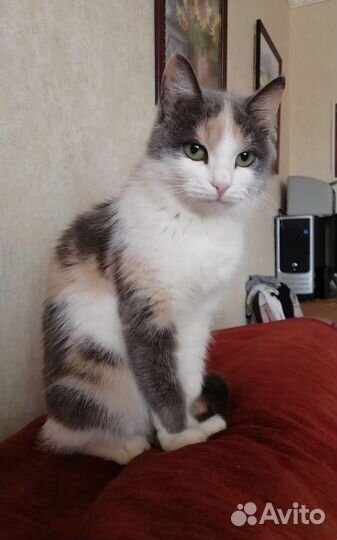 Кошка в любящие руки