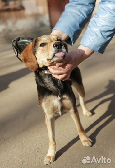 Собака в добрые руки отдам бесплатно