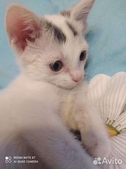 Белый котенок девочка в дар 1,5 мес